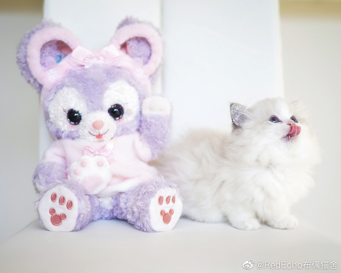 kitten