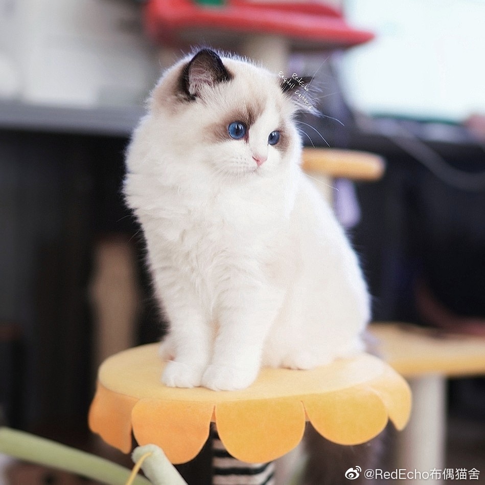 kitten