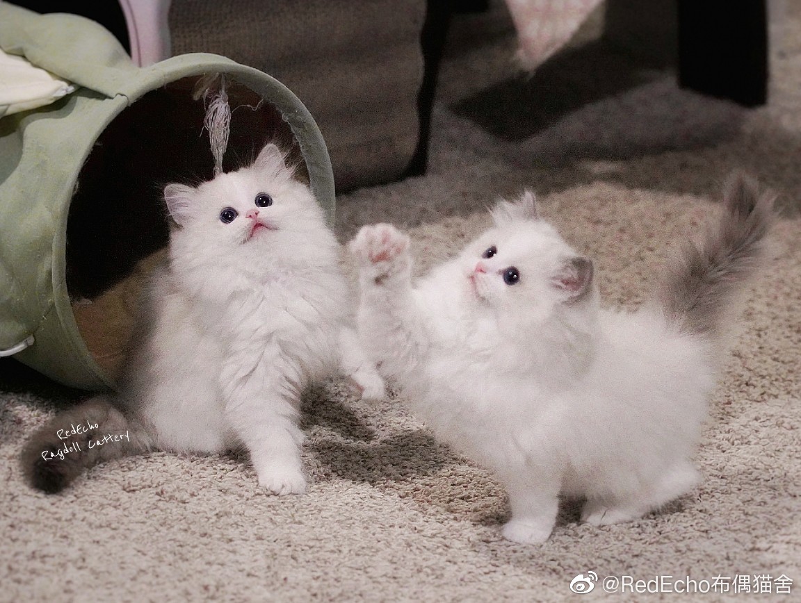 kitten