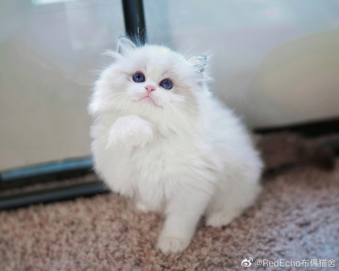 kitten