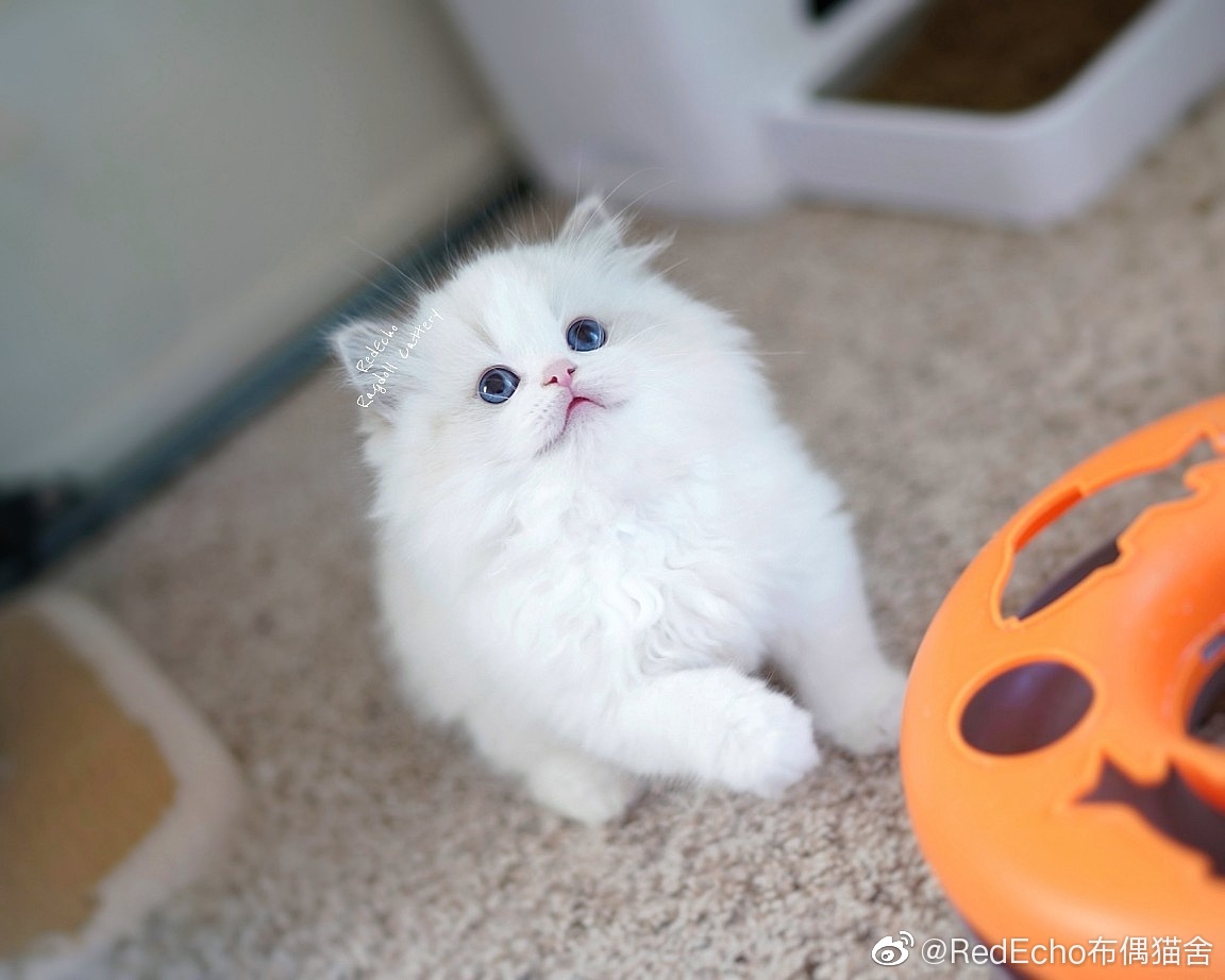kitten