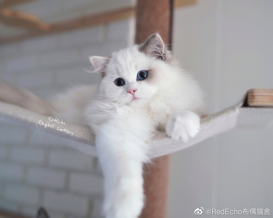kitten