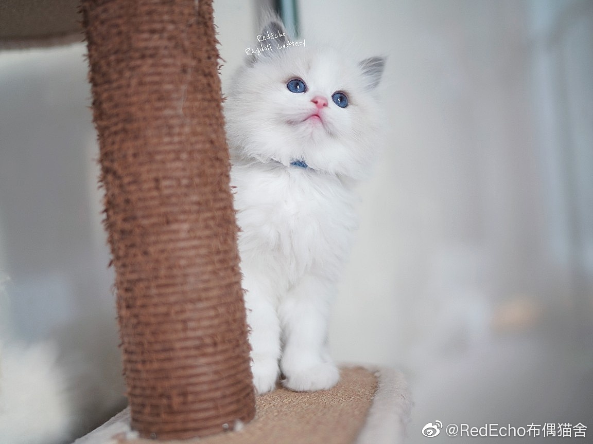 kitten