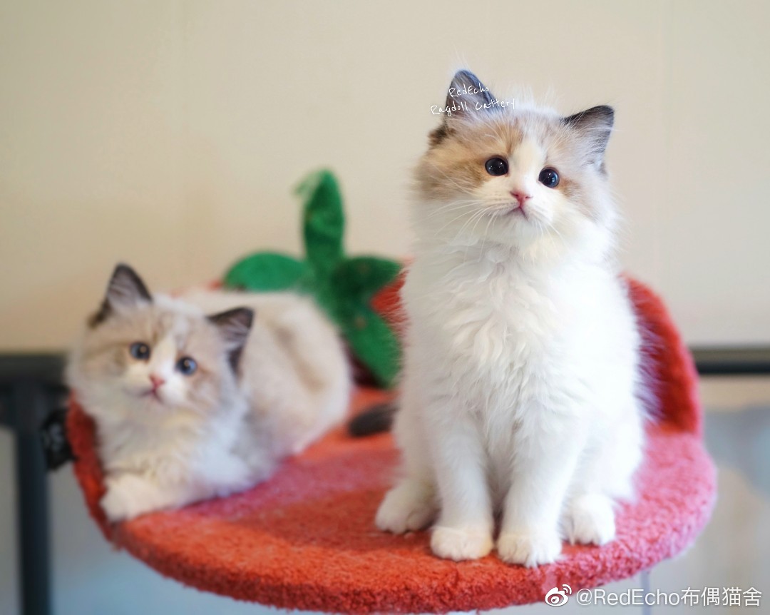 kitten