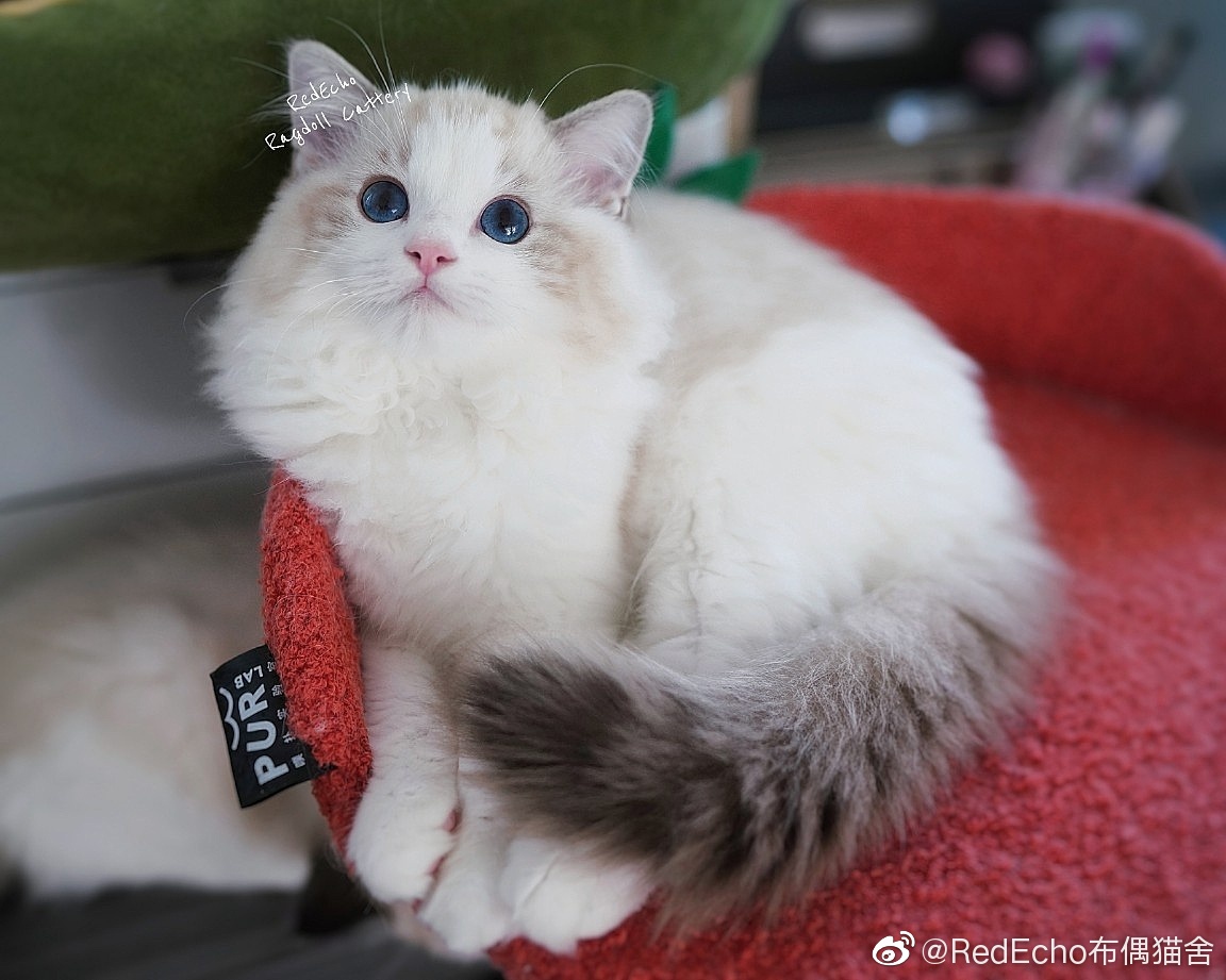 kittem