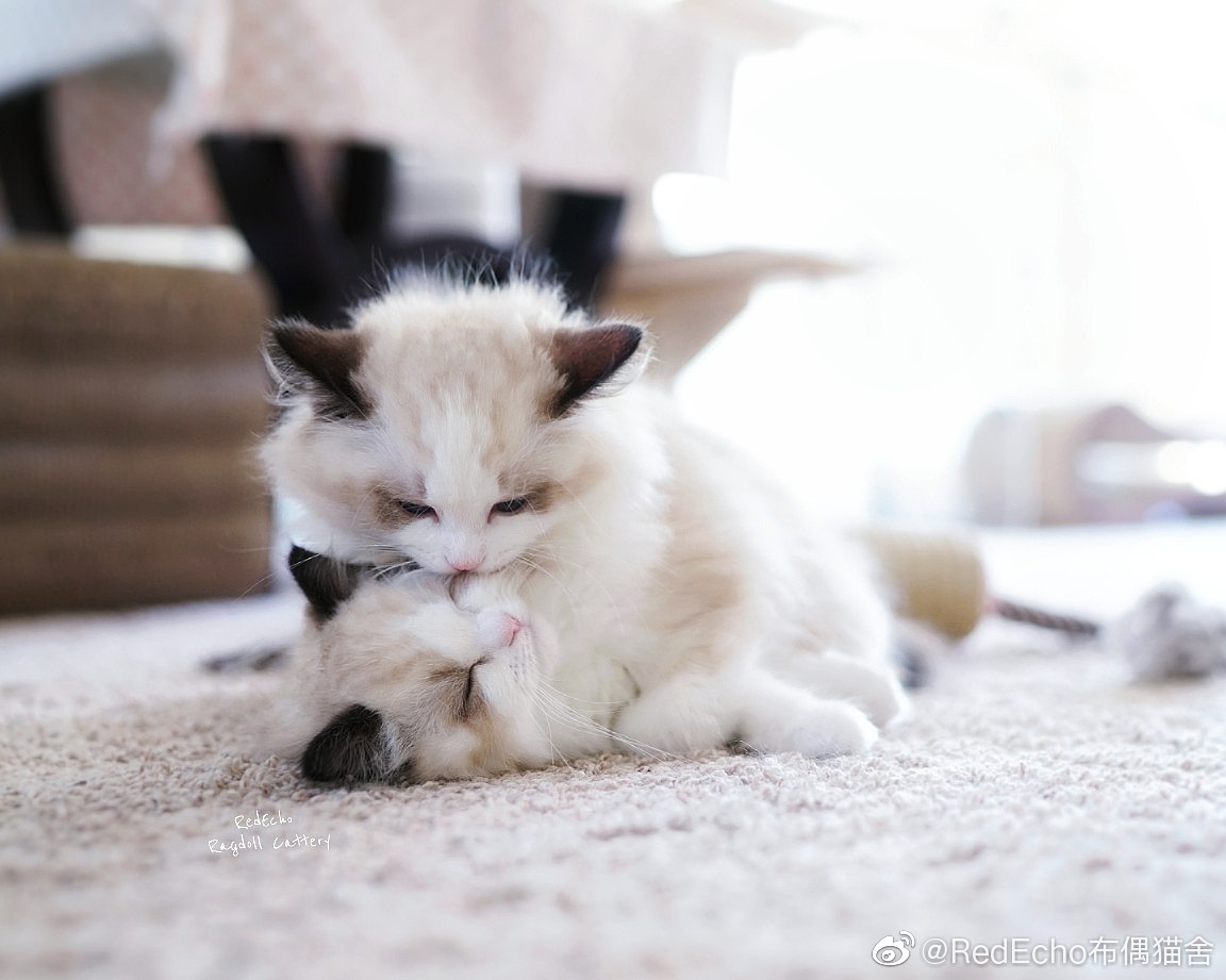 kitten