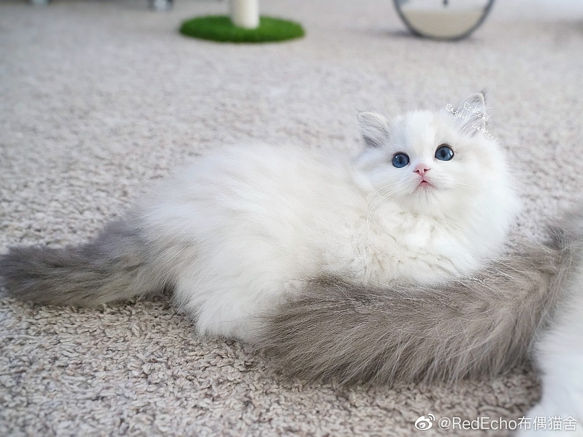 kitten