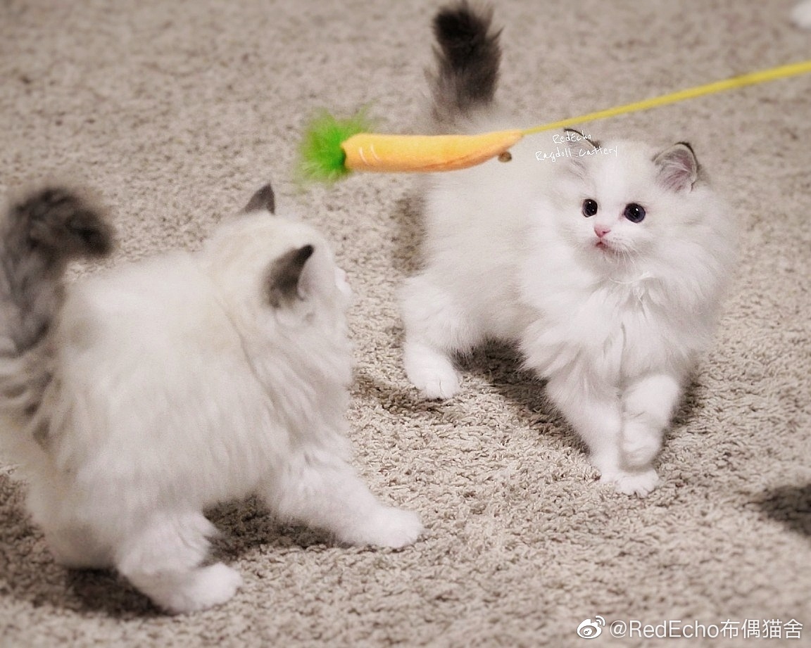 kitten
