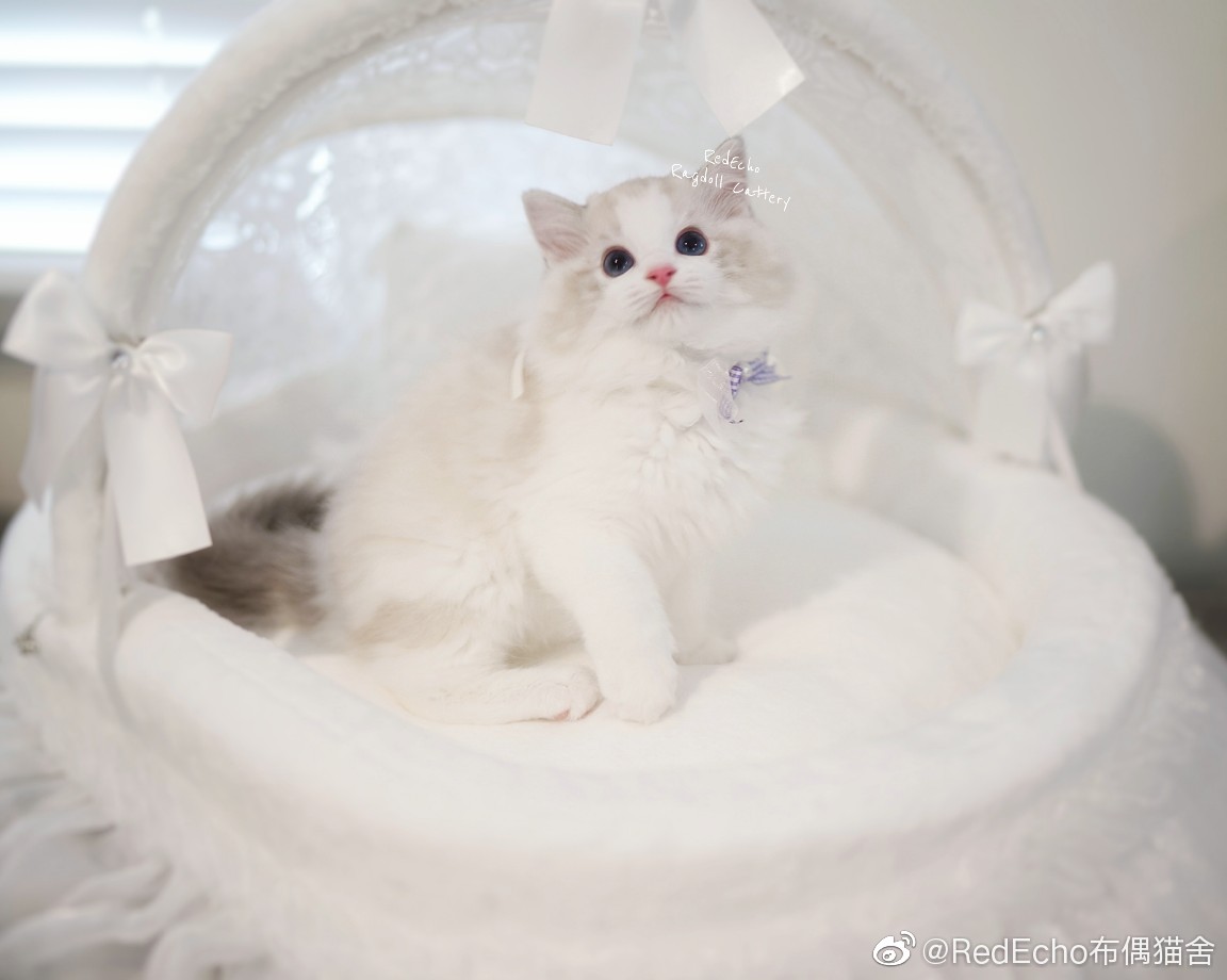 kitten